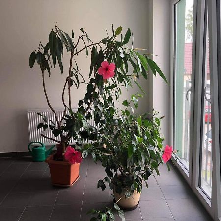 Apartman Na Lukach - Kopretina Třeboň 외부 사진