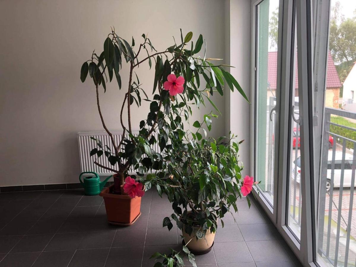 Apartman Na Lukach - Kopretina Třeboň 외부 사진